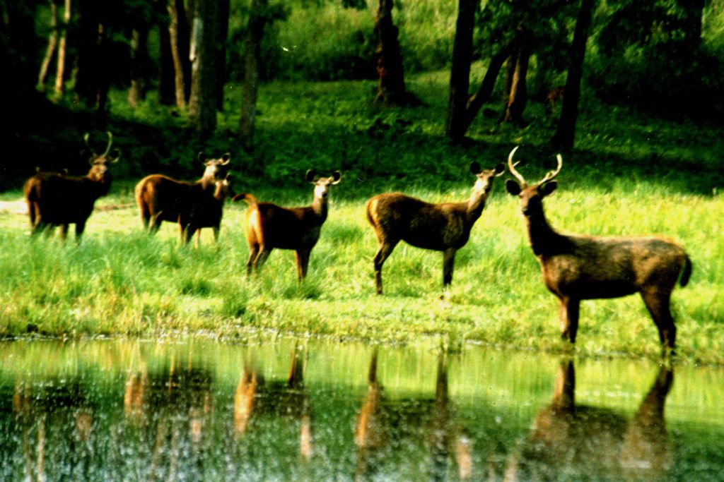 Muthanga wildlife